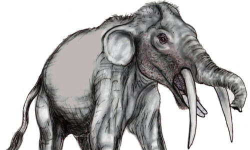 Rekonstruktion des Ur-Elefanten "Gomphotherium". Er besaß vier Stoßzähne, zwei nach unten gekrümmte obere und zwei kleinere untere. Zeichnung von A. Bücheler, Rosenfeld.