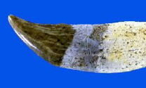 Unterkiefer-Eckzahn einer Säbel-Zahnkatze (Sansanosmilus), Fundstelle Tobel Oelhalde-Süd (Hochgeländ), Zahnlänge 3,3 cm.