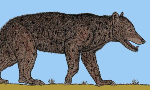 Rekonstruktionsbild des Bärenhundes "Amphicyon major". Dr. V. J. Sach, 2012.