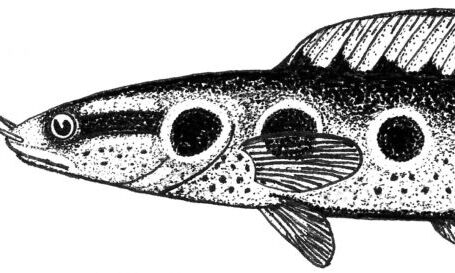 Schlangenkopffisch, rezent - in Flüssen Süd-, Südost- und Ostasiens vorkommend. Ähnlich dürften die an den beiden Fundstellen "Edelbeuren-Maurerkopf" und "Wannenwaldtobel 2" nachgewiesenen fossilen Raubfisch-Arten ausgesehen haben. Zeichnung: V. J. Sach