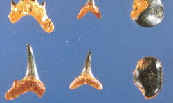 Zähne von Sandhaien und Meerbrassen aus dem jüngsten Bereich der Grimmelfinger Schichten; Fund-stelle Ringingen-Frontal. Länge des Haizahnes links ca. 1,5 cm.